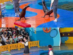 -海合安武汉极地海洋公园