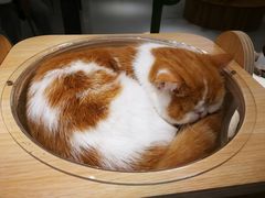 -飞行喵MR PILOT|猫舍·猫咖(静安大融城店)