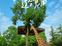 -上海野生动物园