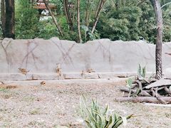 -广州动物园