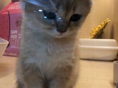 -momokira米努特·德文卷毛猫·棉花面纱犬