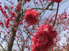 -石家庄市植物园