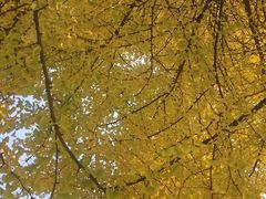 -四川大学(华西校区)