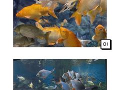 -上海海洋水族馆