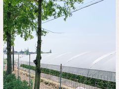 -青浦采草莓天天草莓园