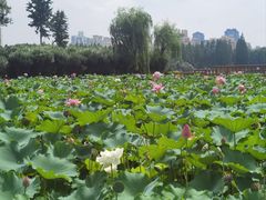 -黄兴公园