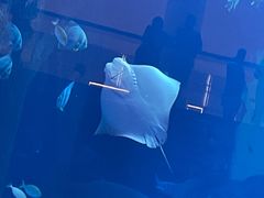 -迪拜水族馆及水下动物园