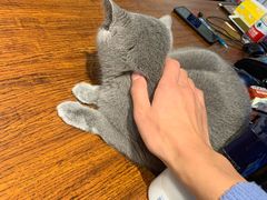 -猫咪咖啡·猫咖(万达广场店)