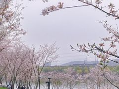 -羊山湖公园