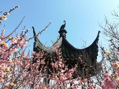 -香雪海