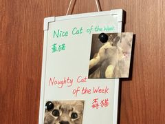 -楼上猫咖(罗湖店)