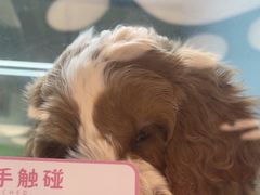 -FAELING PETS美天灵宠物(合生汇店)