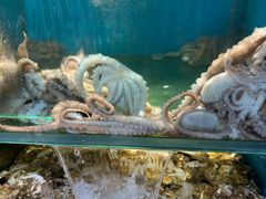 -海味当家·蒸锅海鲜(星海公园店)