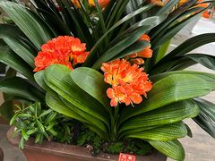 -荷兰花海