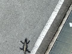 -圣淘沙天际线斜坡滑车