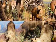 -陕西自然博物馆