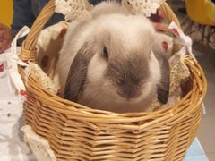 -RU DUCK柯尔鸭公社·撸鸭俱乐部·羊驼·小香猪