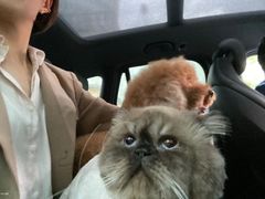 -momokira米努特·德文卷毛猫·棉花面纱犬