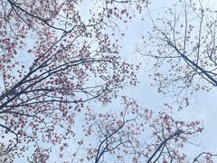-九皇山景区