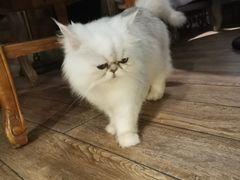 -more than meow吴止猫主题餐厅(承德 中船汇店)