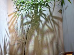 -阿泽料理