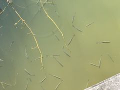 -福建鲤鱼洲酒店