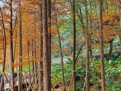 -重庆彩云湖湿地公园