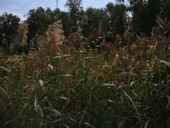 -艾溪湖湿地公园