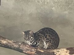 -贵州森林野生动物园
