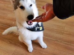 -Husky Go! 哈士奇体验馆·宠物咖啡厅狗咖