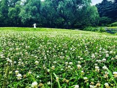 -上海共青森林公园