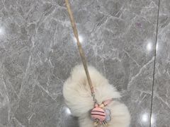 -艾贝尔宠物医院·宠保定点·超声绝育·免疫点(樱花路店)