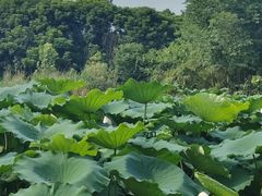 -白鹭湾湿地公园