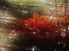 -鸡鸣汤包(红山动物园店)