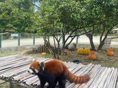 -泉州海丝野生动物世界