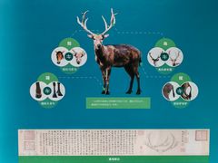 -北京麋鹿生态实验中心