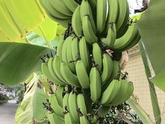 -云溪植物园