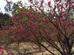 iphone_upload_pic-南国桃园旅游度假区