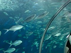 -上海海洋水族馆