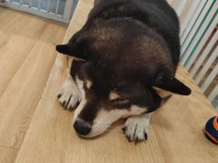 -是阿柴呀！柴犬咖啡·爱喵喵猫咖
