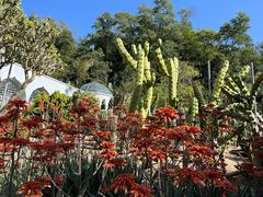 -深圳仙湖植物园