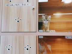 -猫十亿·布偶金渐层·曼基康矮脚猫舍(青年路店)