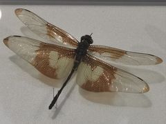 -上海昆虫博物馆