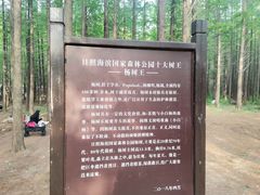 -日照海滨国家森林公园