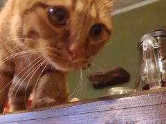 -猫猫幼稚园·撸猫·桌游·电玩