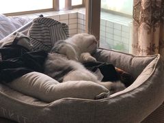 -袖虎·猫馆(体育西路店)
