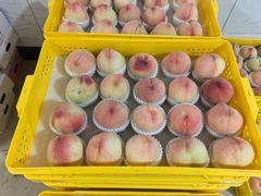 -老袁家蜜桃农场·阳山水蜜桃