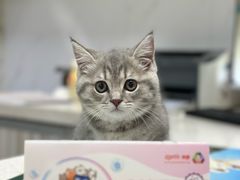 -瑞鹏瑞爱宠物医院·全科·猫科·血液透析中心(龙头寺店)