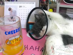 -瑞鹏宠物医院·猫科·宠保定点(梅溪湖分院)
