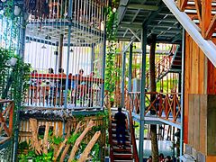 -Rainforest